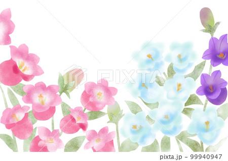 風鈴草・釣鐘草・カンパニュラ 99940947