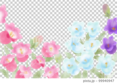 風鈴草・釣鐘草・カンパニュラ 99940947