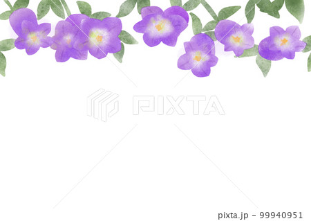 風鈴草・釣鐘草・カンパニュラフレーム紫 99940951