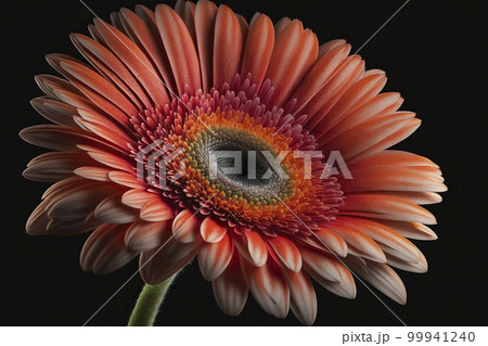 Gerbera close-up. Generative AI. 99941240
