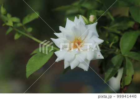 荒尾市 おもやい市民花壇 バラの花、 荒尾市 おもやい市民花壇 バラの花、 99941440