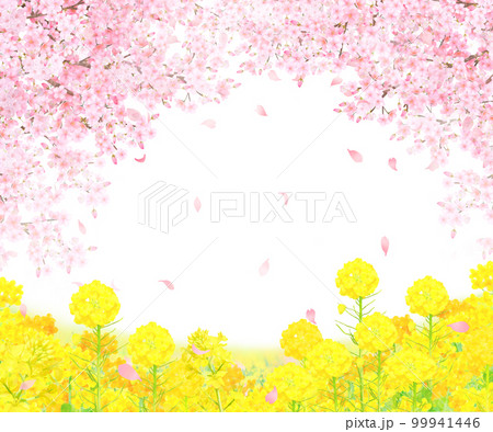 菜の花の咲く河川敷に美しく華やかな花びら舞い散る春の桜の白バックフレーム背景素材 99941446