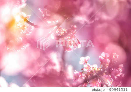 東京都墨田区 河津桜と東京スカイツリー 東京都墨田区 河津桜と東京スカイツリー 99941531