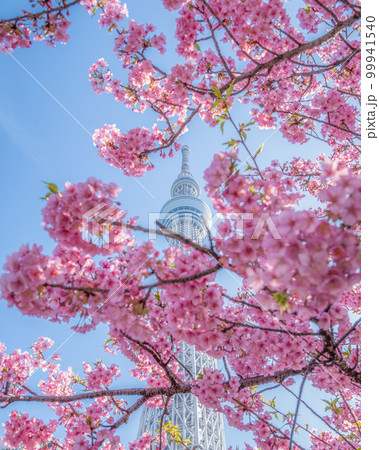 東京都墨田区 河津桜と東京スカイツリー 東京都墨田区 河津桜と東京スカイツリー 99941540