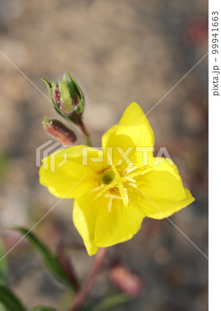 黄色い草花「マツヨイグサ」を正面俯瞰でクローズアップ・マクロ接写撮影。 99941663