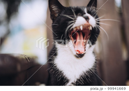 Yawning cat close up against blurred background, beautiful wild black and white cat opens mouth sitting on a bench in park  99941669