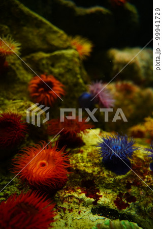 水族館、日本、葛西臨海公園、東京、水槽、魚、海、水、魚類、生き物、室内、 99941729