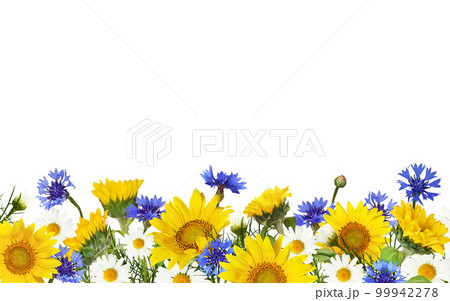 Sunflowers, daisy flowers and knapweeds in a border arrangement isolated on white Sunflowers, daisy flowers and knapweeds in a border arrangement isolated on white 99942278