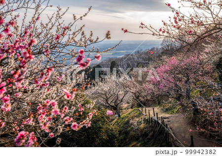 茨城県つくば市 夕日に染まる筑波山梅林 茨城県つくば市 夕日に染まる筑波山梅林 99942382