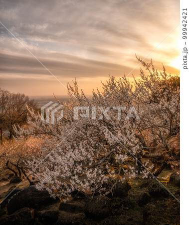 茨城県つくば市　夕日に染まる筑波山梅林 99942421