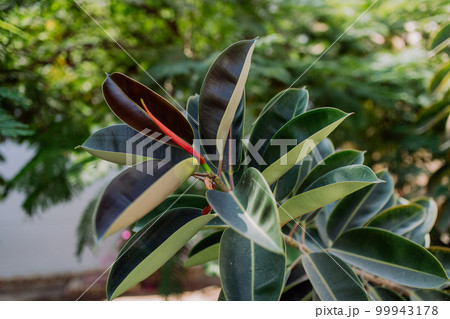 Close-up of huge ficus, outdoor in exotic country. Close-up of huge ficus, outdoor in exotic country. 99943178