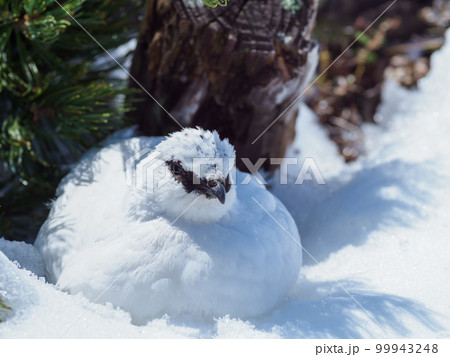 富山_立山室堂_冬毛のらいちょう 富山_立山室堂_冬毛のらいちょう 99943248