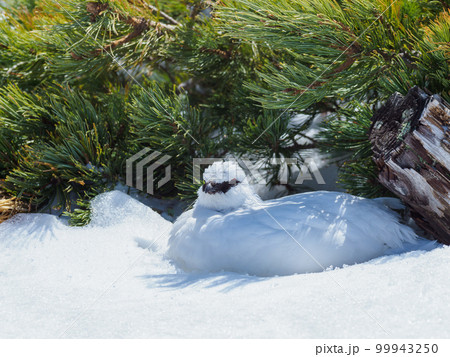 富山_立山室堂_冬毛のらいちょう 富山_立山室堂_冬毛のらいちょう 99943250