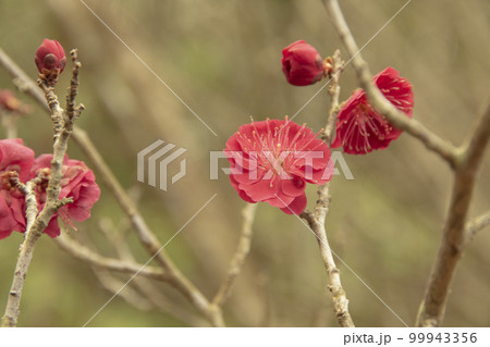 並んで咲く赤い梅の花 99943356