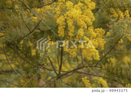 青空に咲くミモザの花 アカシアの花 青空に咲くミモザの花 アカシアの花 99943375