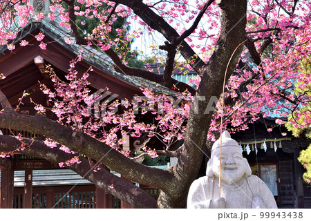 品川の神社に鮮やかに咲く早咲きサクラ 99943438