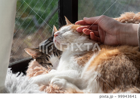 猫を撫でる　茶トラ白 99943641