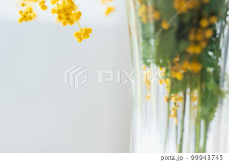 花瓶に入ったミモザ(2023.3月午前中撮影) 花瓶に入ったミモザ(2023.3月午前中撮影) 99943745