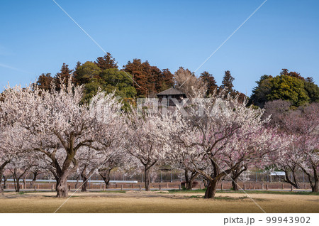 茨城県水戸市 満開の偕楽園 梅まつり 茨城県水戸市 満開の偕楽園 梅まつり 99943902