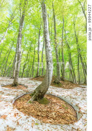 新潟_根開けと新緑の美人林の絶景 99944227