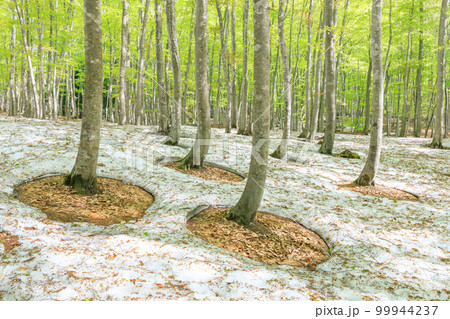 新潟_根開けと新緑の美人林の絶景 99944237