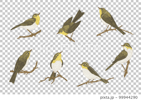 Set with birds Isolated on a transparent background. Willow warblers on the branches. Vintage illustration. 99944290