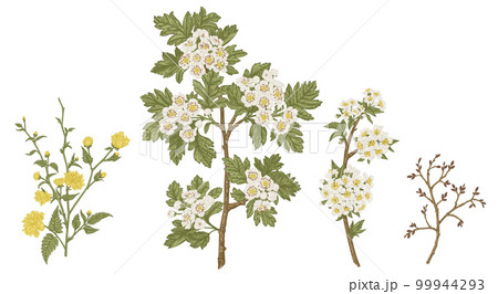 Set with flowering branches of garden trees. Spring flowers. Hawthorn, kerria, cherry, isolated on transparent background.  Botanical illustration. 99944293