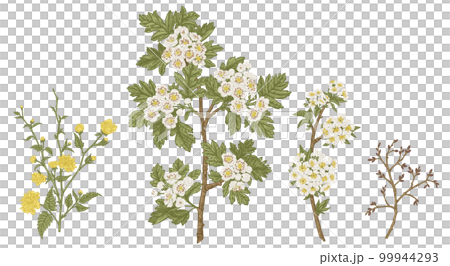 Set with flowering branches of garden trees. Spring flowers. Hawthorn, kerria, cherry, isolated on transparent background.  Botanical illustration. 99944293