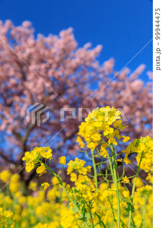 静岡伊豆_満開の河津桜風景 99944475