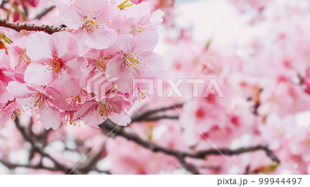 桜の開花イメージ 99944497