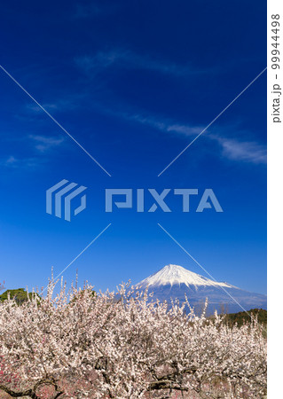 静岡_富士山と梅林の絶景イメージ 99944498