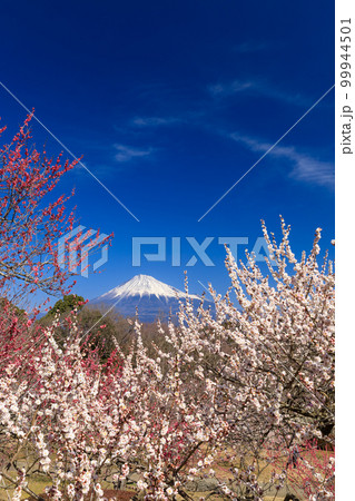 静岡_富士山と梅林の絶景イメージ 99944501