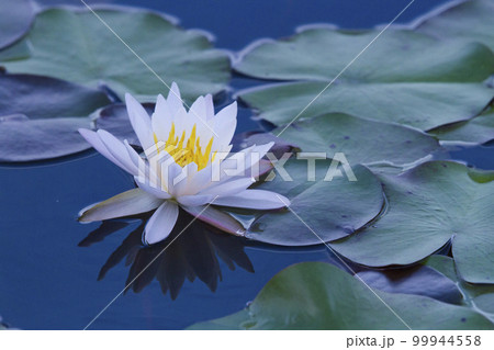 スイレンの花咲く池の風景 鳥取県 多鯰ヶ池の写真素材 [99944558] - PIXTA