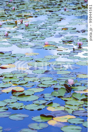 スイレンの花咲く池の風景 鳥取県 多鯰ヶ池 99944561