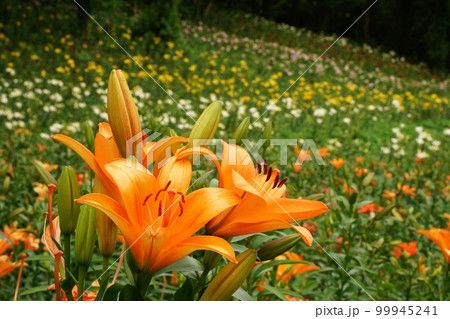 ゆり、ユリ園、ユリ、lily、畑、花、お花畑、ところざわ、ところざわユリ園、所沢、自然、沢山、カラフ ゆり、ユリ園、ユリ、lily、畑、花、お花畑、ところざわ、ところざわユリ園、所沢、自然、沢山、カラフ 99945241