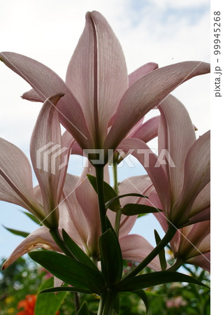 ゆり、ユリ園、ユリ、lily、畑、花、お花畑、ところざわ、ところざわユリ園、所沢、自然、沢山、カラフ 99945268
