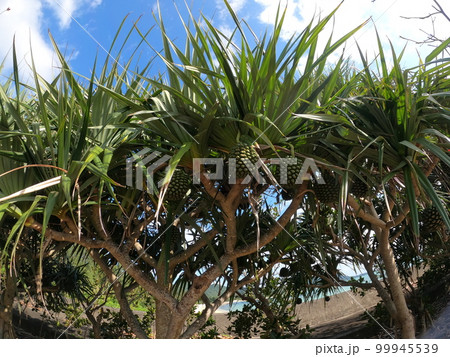 熱帯植物、タコノキ 99945539