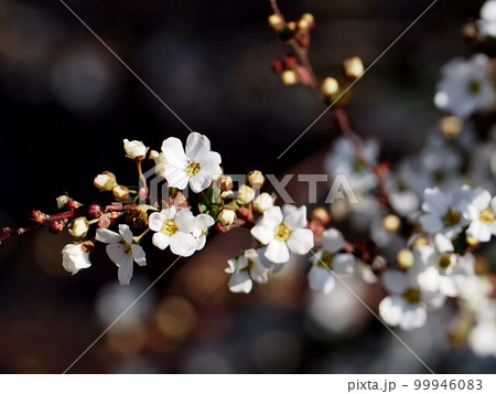 白い花とつぼみをつけたユキヤナギ(日差しを浴びた雪柳の枝) 白い花とつぼみをつけたユキヤナギ(日差しを浴びた雪柳の枝) 99946083