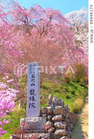 あきる野市 龍珠院の桜 あきる野市 龍珠院の桜 99946174