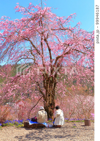 あきる野市 龍珠院の桜 あきる野市 龍珠院の桜 99946187