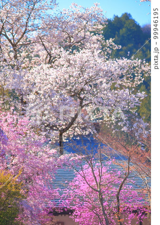 あきる野市　龍珠院の桜 99946195