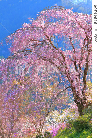 あきる野市　龍珠院の桜 99946200