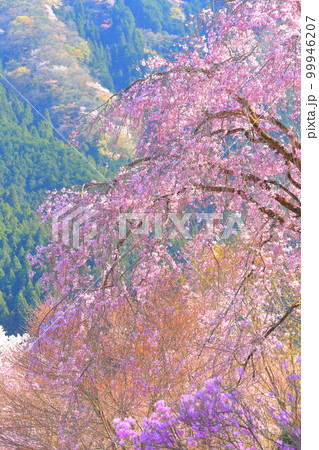 あきる野市 龍珠院の桜 あきる野市 龍珠院の桜 99946207