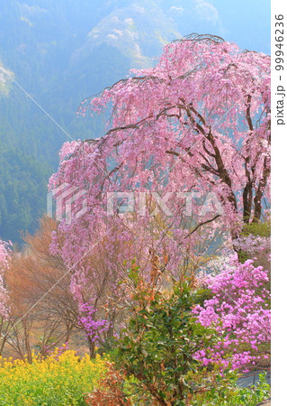 あきる野市 龍珠院の桜 あきる野市 龍珠院の桜 99946236