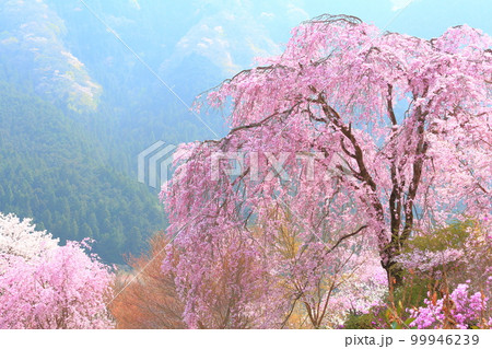 あきる野市 龍珠院の桜 あきる野市 龍珠院の桜 99946239
