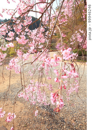あきる野市 龍珠院の桜 あきる野市 龍珠院の桜 99946246