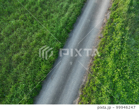 Top view of trail in green grass Top view of trail in green grass 99946247