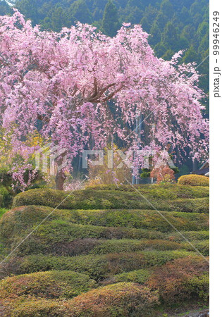あきる野市 龍珠院の桜 あきる野市 龍珠院の桜 99946249