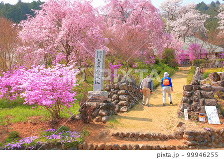 あきる野市 龍珠院の桜 あきる野市 龍珠院の桜 99946255