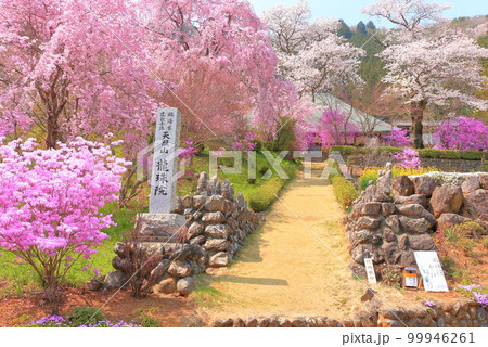 あきる野市 龍珠院の桜 あきる野市 龍珠院の桜 99946261